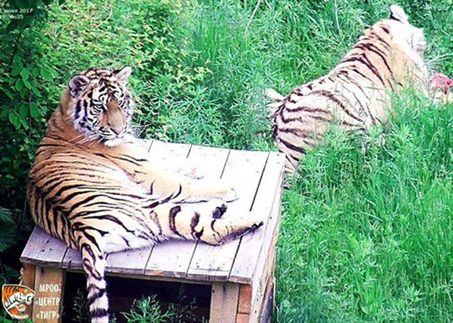 Животные практически все делают вместе, что очень необычно для тигров