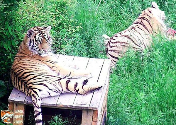Тигров Сайхана и Лазовку скоро выпустят в дикую природу
