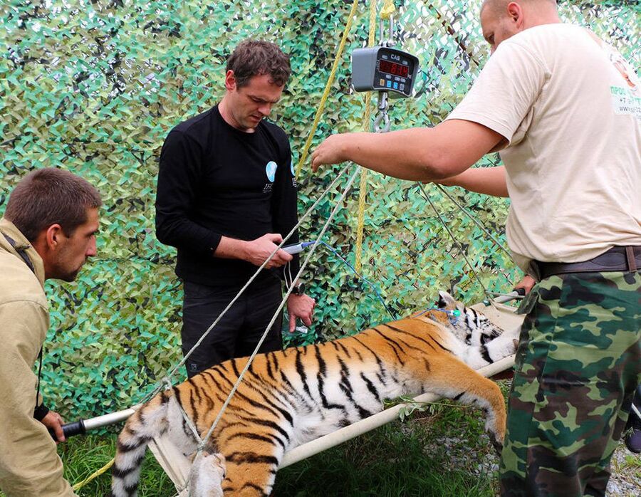 Филиппу отправили в Центр реабилитации и реинтродукции тигров и других редких животных 