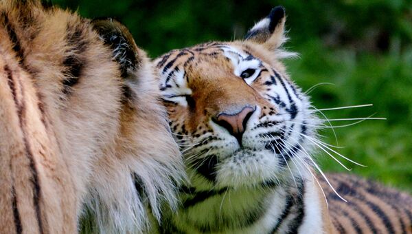 Амурский тигр. Архивное фото