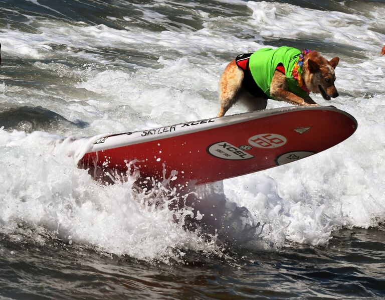 Ежегодный турнир по собачьему серфингу Surf City Surf Dog на пляже Хантингтон-Бич, Калифорния. 23 сентября 2017 года