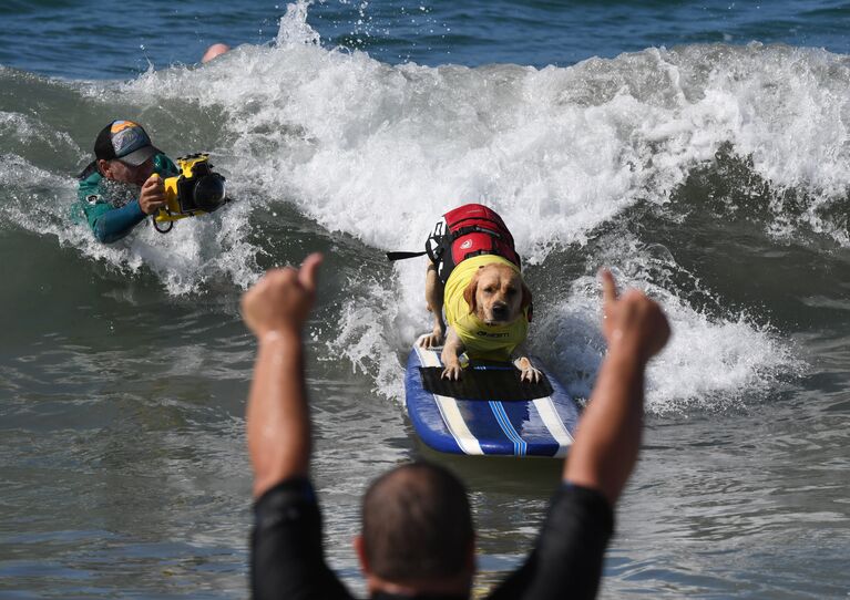 Ежегодный турнир по собачьему серфингу Surf City Surf Dog на пляже Хантингтон-Бич, Калифорния. 23 сентября 2017 года