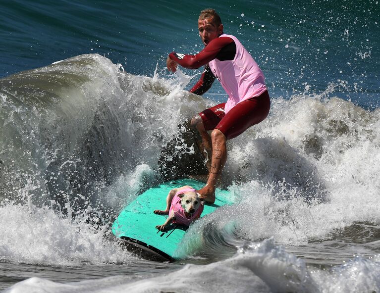 Ежегодный турнир по собачьему серфингу Surf City Surf Dog на пляже Хантингтон-Бич, Калифорния. 23 сентября 2017 года