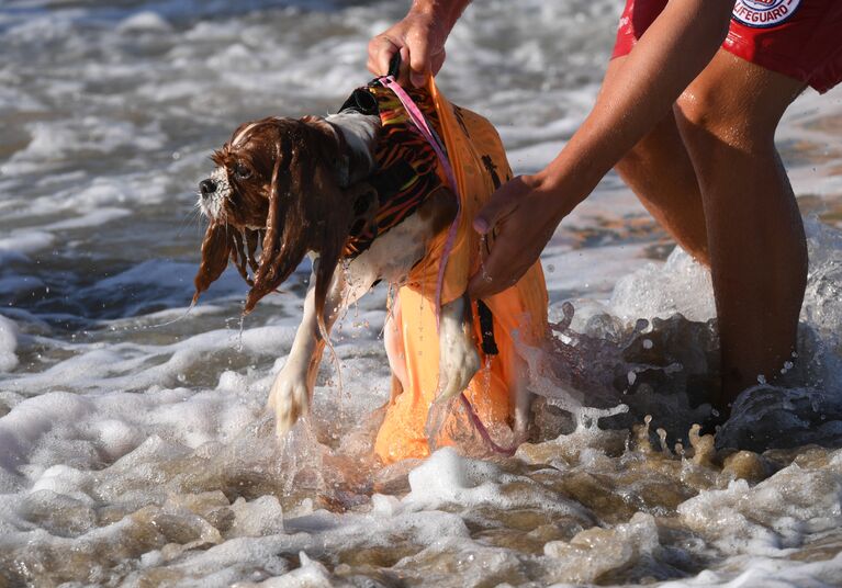 Участник турнира по собачьему серфингу Surf City Surf Dog на пляже Хантингтон-Бич, Калифорния. 23 сентября 2017 года