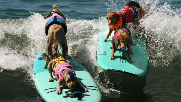 Ежегодный турнир по собачьему серфингу Surf City Surf Dog на пляже Хантингтон-Бич, Калифорния. 23 сентября 2017 года