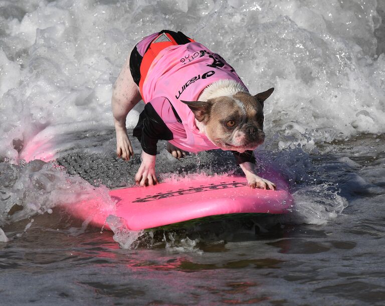 Участник турнира по собачьему серфингу Surf City Surf Dog на пляже Хантингтон-Бич, Калифорния. 23 сентября 2017 года