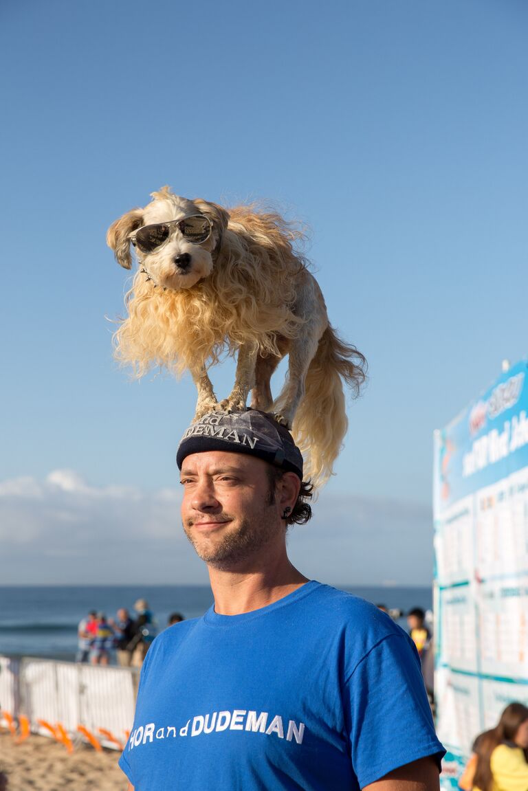 Ежегодный турнир по собачьему серфингу Surf City Surf Dog на пляже Хантингтон-Бич, Калифорния. 23 сентября 2017 года