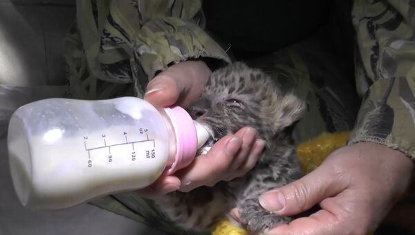Детеныша амурского леопарда выкармливают из бутылочки в зоопарке Ялты