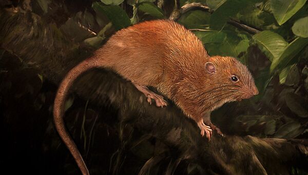 Так художник представил себе гигантскую крысу, найденную на Соломоновых островах