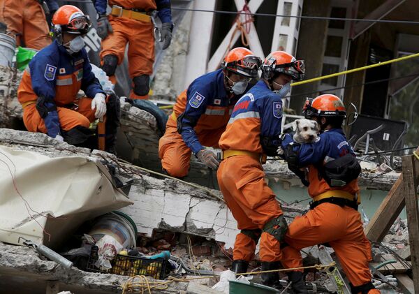 Японские спасатели достают собаку из-под завалов после землетрясения в Мехико.