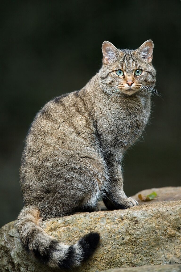 Среднеевропейский лесной кот Среднеевропейский лесной кот