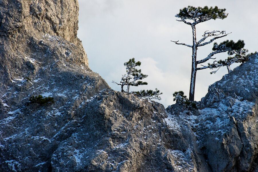 Сосны на горе Ай-Петри в Крыму.