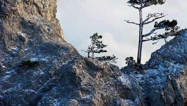 Сосны на горе Ай-Петри в Крыму. Архивное фото