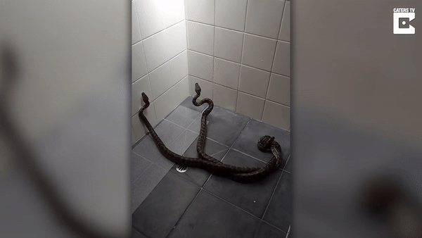 Австралийская домохозяйка выгнала из дома двух змей шваброй
