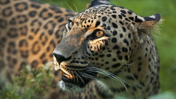 Переднеазиатский леопард. Архивное фото