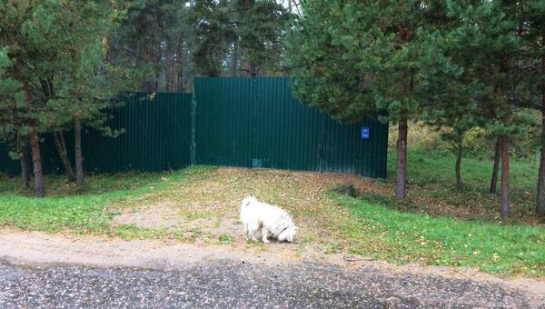 Собака на даче Улюкаева в деревне Абрамово Смоленской области