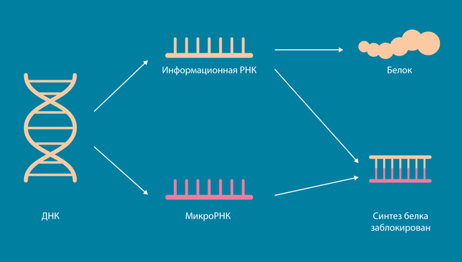 Микро-РНК являются дирижерами активности генов внутри живых клеток