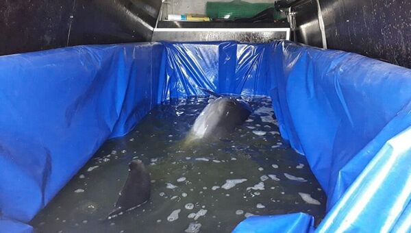 Резервуар с дельфинами в грузовике, который задержали в Крыму сотрудники пограничного управления ФСБ России