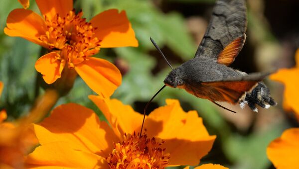 Бабочка-колибри (бражник). Архивное фото