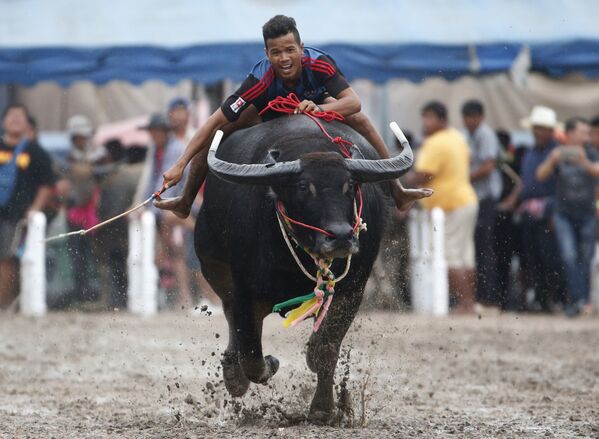 Ежегодная гонка буйволов в провинции Чонбури, Таиланд