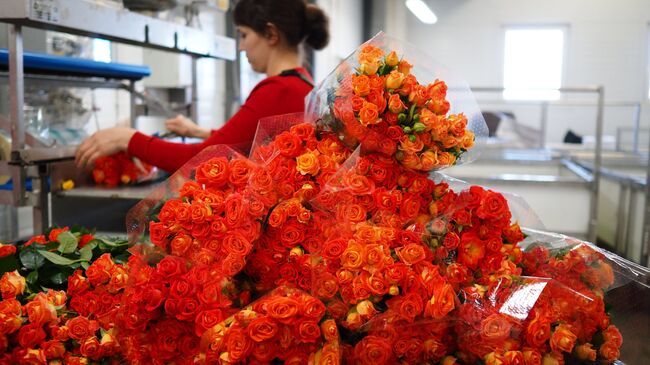 Сбор роз к 8 Марта в Краснодарском крае. Архивное фото