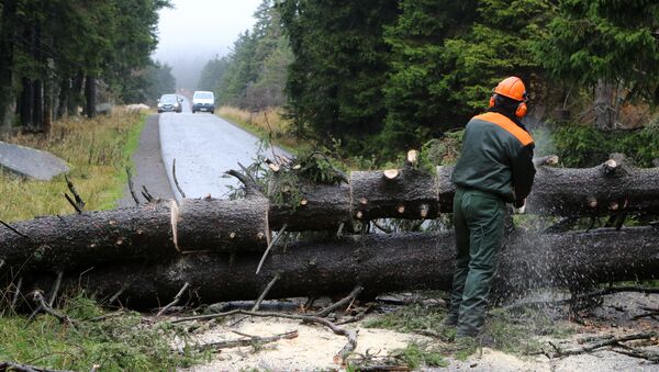 Рабочий распиливает дерево, поваленное ветром, чтобы расчистить дорогу неподалеку от горы Броккен в восточной Германии. 5 октября 2017