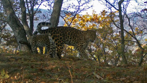 В приморский сафари-парк привезли самку леопарда из Украины