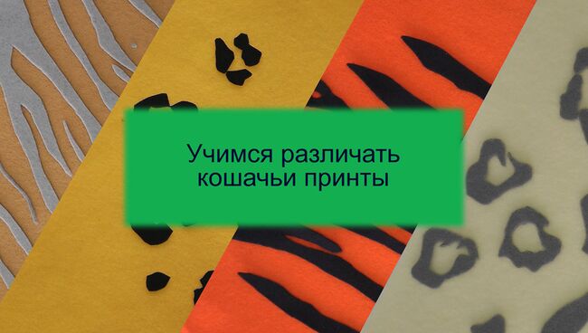 Все дело в пятнах: чем отличаются окрасы диких кошек