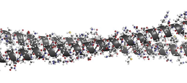 Скрученная молекула белка кератина Скрученная молекула белка кератина