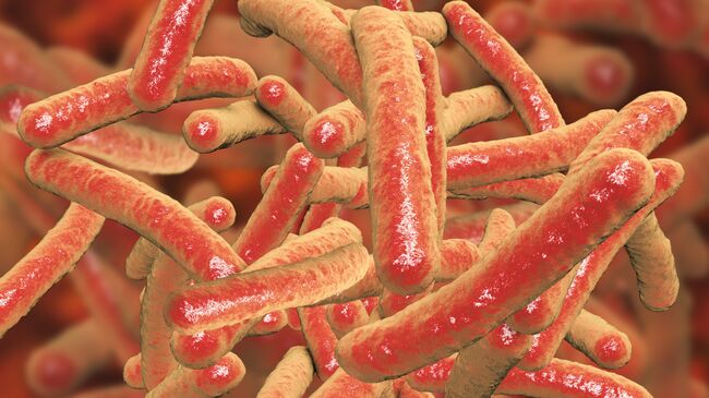 Бактерии Mycobacterium tuberculosis, возбудитель туберкулеза. Архивное фото