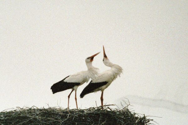 Аисты начали вить гнезда в Приамурье на опорах-треногах, построенных для птиц экологами