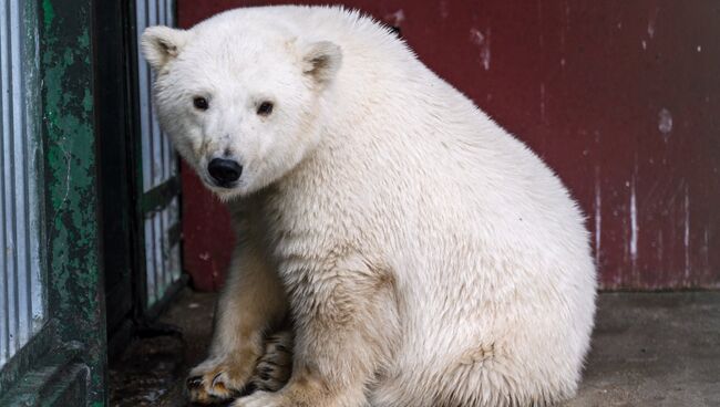 Белый медвежонок, доставленный из Якутии, в Московском зоопарке. 9 октября 2017