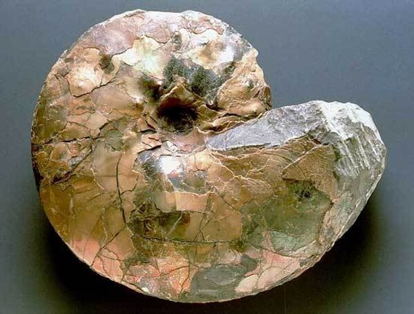 Образцы древних моллюсков найдены в Приамурье