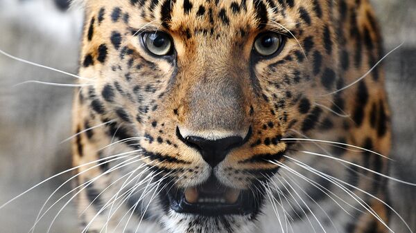 Дальневосточного леопарда назвали в честь судна Маньчжур