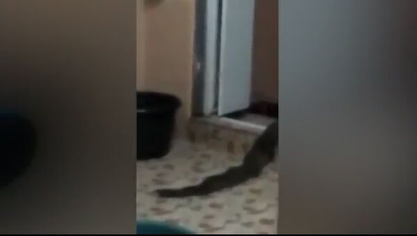 Житель Малайзии снял на видео неизвестное существо, выползшее из туалета