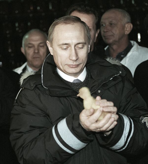 Владимир Путин держит в руках цыпленка во время посещения одного из передовых хозяйств колхоза АО Племзавода Колос. 2000 год