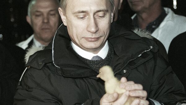 Владимир Путин держит в руках цыпленка во время посещения одного из передовых хозяйств колхоза АО Племзавода Колос. 2000 год