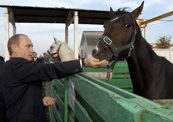 Президент РФ Владимир Путин во время посещения животноводческого комплекса агрофирмы Николаевская в Саратовской области