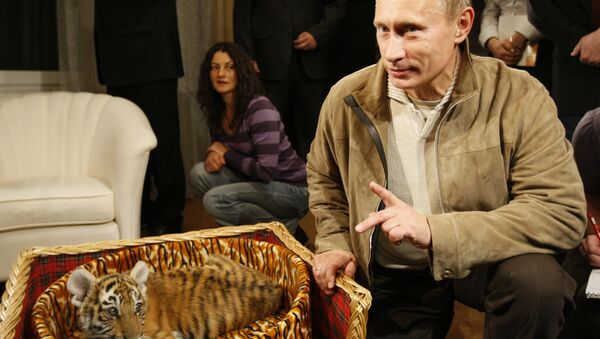 Владимир Путин познакомил журналистов с тигренком, которого ему подарили на день рождения 7 октября. 2008 год