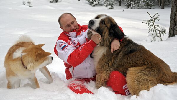 Президент России Владимир Путин с собаками Баффи и Юмэ на прогулке в Московской области. 24 марта 2013