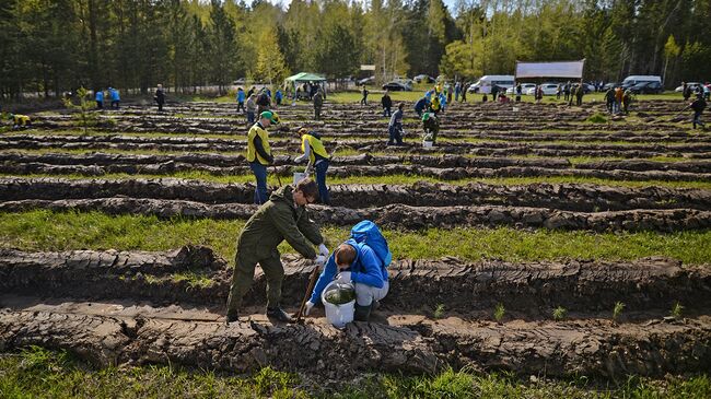 Волонтеры высадили несколько тысяч деревьев в национальном парке Угра