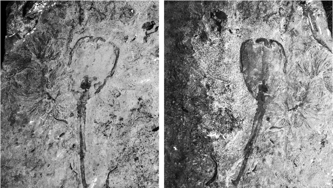 Тюльпан Siphusauctum lloydguntheri, живший на дне морей Земли 500 миллионов лет назад