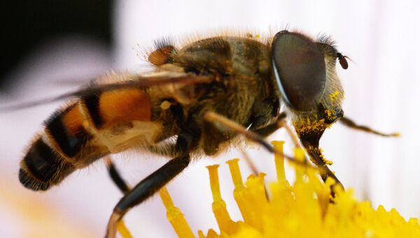 Пчела на цветке.. Архивное фото