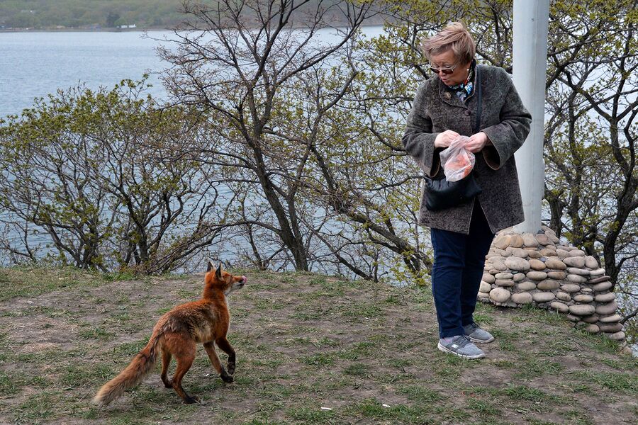 Лисица на острове Русском