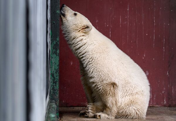 Белый медвежонок, доставленный из Якутии, в вольере Центра воспроизводства редких видов животных Московского зоопарка