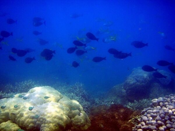 Подводный мир озера Тоба