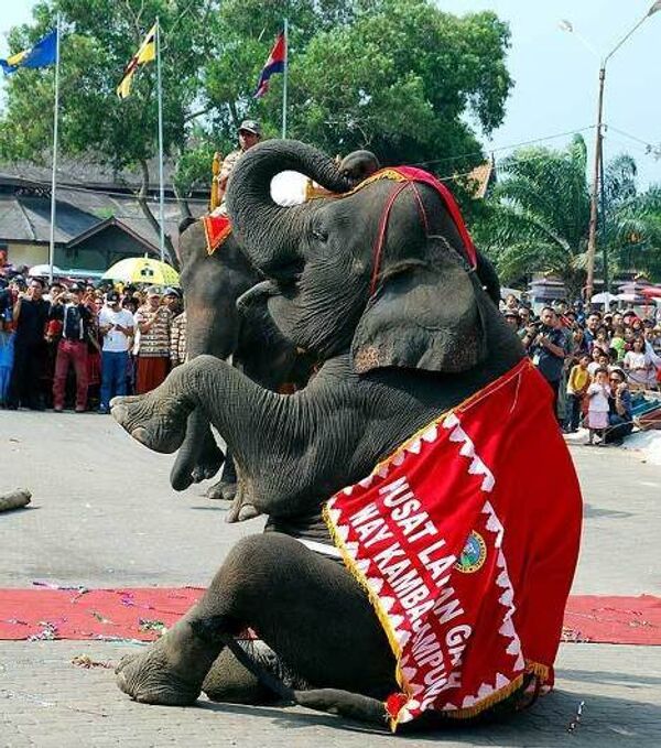 Слон из слоновьего заповедника Кракатау