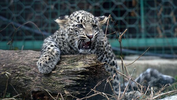 На Кавказе займутся восстановлением популяции переднеазиатского леопарда