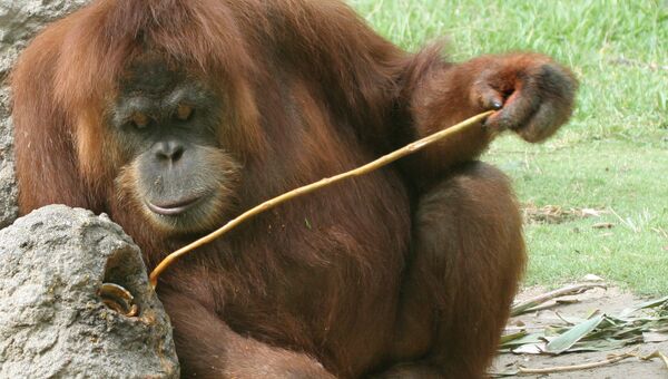 Орангутан с помощью палки добывает апельсиновый сок в зоопарке Сан-Диего