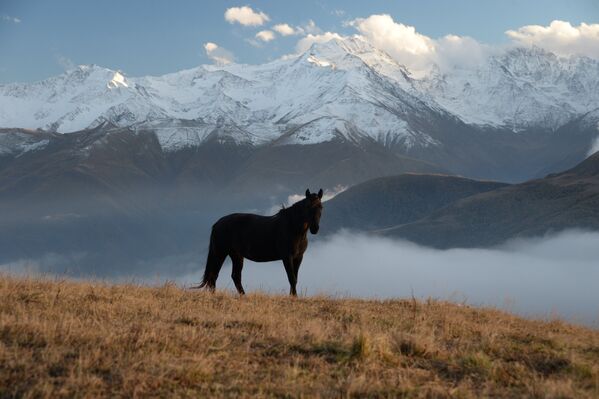 Лошадь на горном лугу в Шаройском районе Чеченской республики